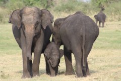 elephant-royalty-free-images-gameznet-10