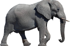 elephant-transparent-background-gameznet-01