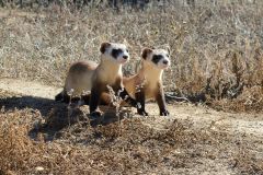 Black-footed_Ferret_Kits_(16296134645)
