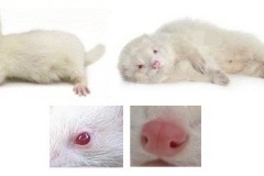 albinos-8