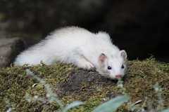 animal-ferret-close-wildlife-photography-royalty-free-thumbnail