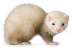 cinnamon2