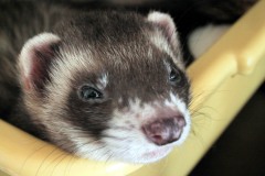 cute-ferret-mestela-putorius