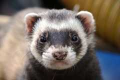 ferret-animal-eyes-close-wallpaper-preview