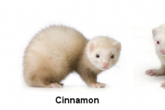 ferret-colour