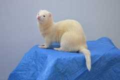 huron-hurolates-pets-ferrets-royalty-free-thumbnail