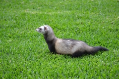 huron-hurolates-pets-ferrets