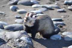 pets-ferrets-hurolates-huron-wallpaper-preview