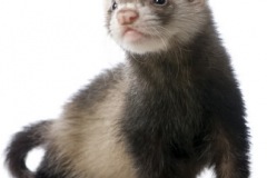 sable-ferret