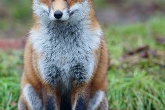 399px-Fox_study_6