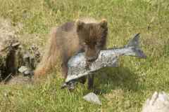 Fox_with_fish