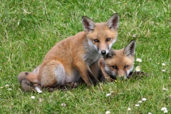 Red_Fox_Vulpes_vulpes_4