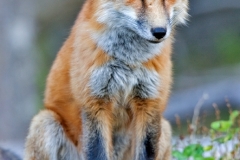 Red_fox