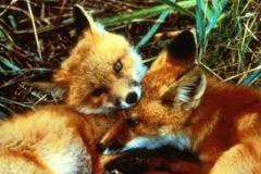Unknown-1