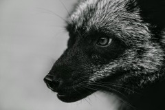 fox-3431561_960_720