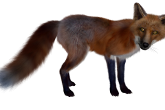 fuchs-1121652_960_720