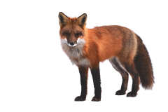 fuchs-3591659_960_720