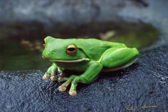 Frog
