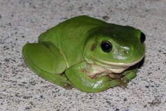 green-tree-frog