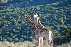 giraffe-4215972_1280