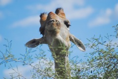 giraffe-4899380_960_720