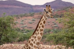 giraffe-4970753_960_720