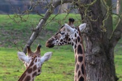 rothschild-giraffe-4728639_960_720