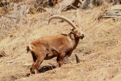 capricorn-animal-horns-mountains
