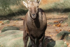 capricorn-animal-mountains-alpine-ibex