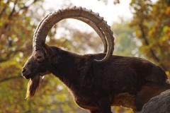 capricorn-horns-mountains-mammal