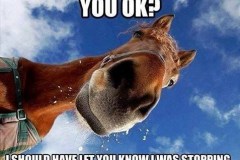 a-horse-looking-down-at-you-implying-it-had-stopped-running-abruptly-and-made-you-fall-off-its-back