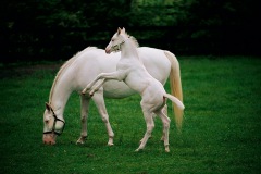 mf-l-WhiteHorsesPatchenWilkes