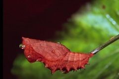 CATERPILLER