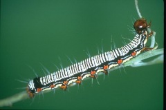 CATERPILLER2