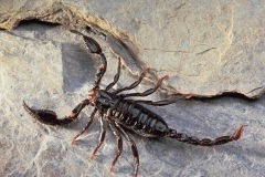 SCORPION