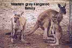 GREYROO