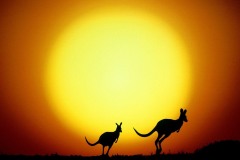 The-Kangaroo-Hop-Australia-Wallpaper-1