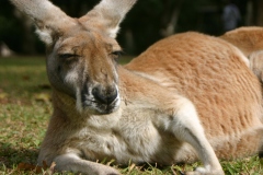 kangaroo-23908-24564-hd-wallpapers