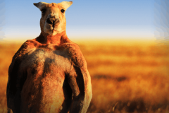 kangaroo-HD-Wallpapers-4K-680x500