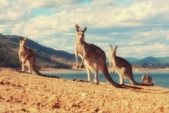 kangaroo-wallpaper-1140x1140-IipXZHRbc