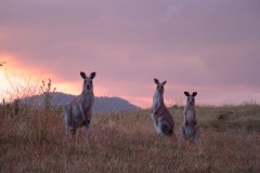 kangaroo_sunset