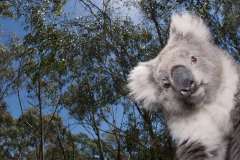 9_Koala