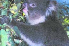 KOALA 02