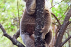 koala
