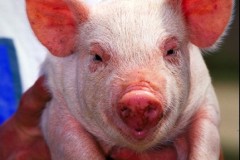 Pig_USDA01c0116