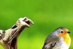 Snake atacking Bird