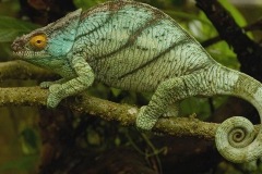 Chameleon