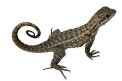 lizard (1)