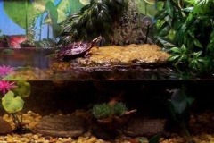 turtle tank