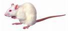 mice-rats